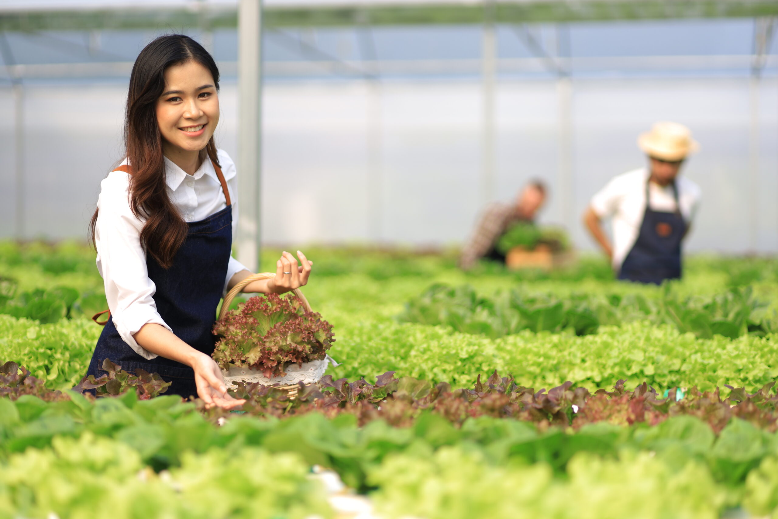 Hangi Bitkiler Topraksız Tarımda Daha Verimli Yetişir?